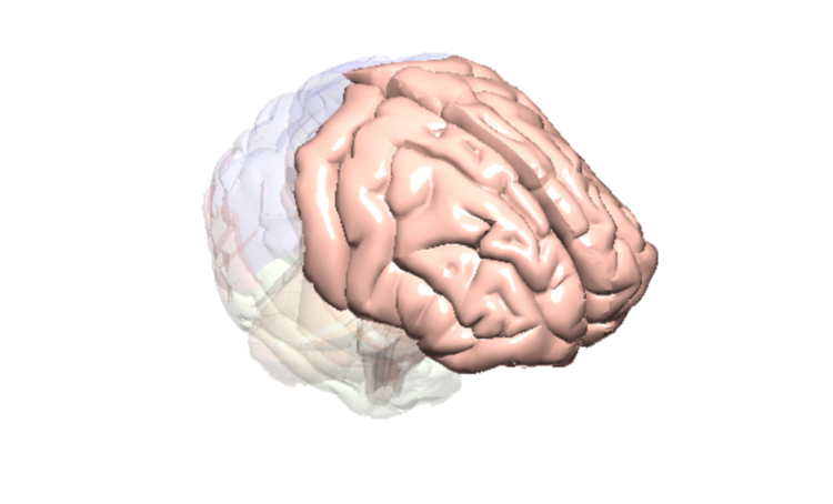 Cerveau Lobe Frontal