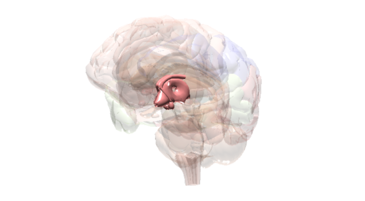 Cerveau Hypothalamus