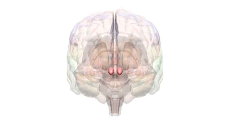 Cerveau Noyau Accumbens