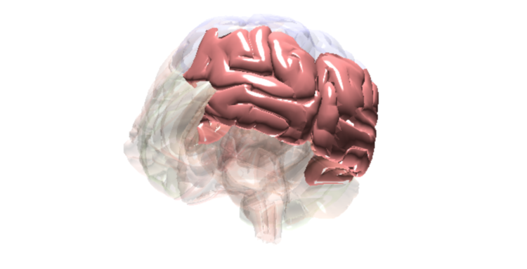 Cerveau Lobe Occipital