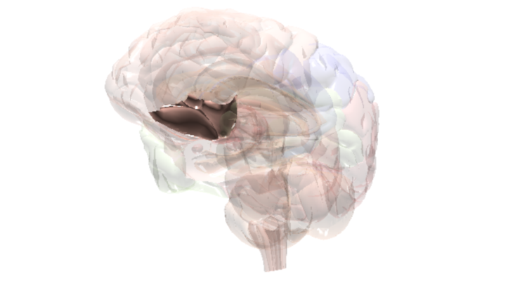 Cerveau Cortex Orbitofrontal