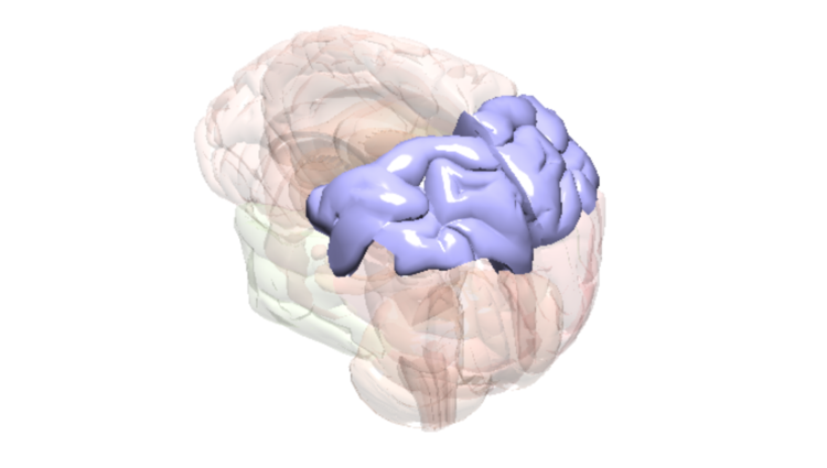 Cerveau Lobe Pariétal
