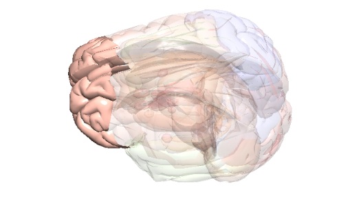 Cerveau Cortex Préfrontal