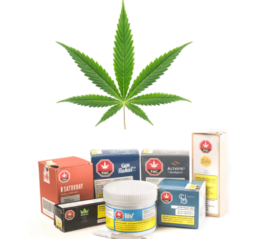 Cannabis