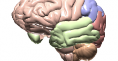 Cerveau avec lobes mis en évidence