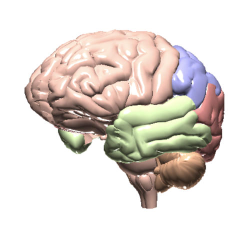 Cerveau avec lobes mis en évidence